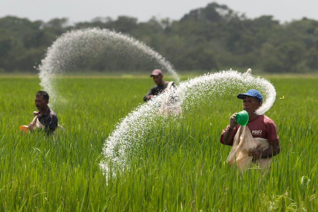 Nitrogen-fixing GMO crops could reduce synthetic fertilizer use ...