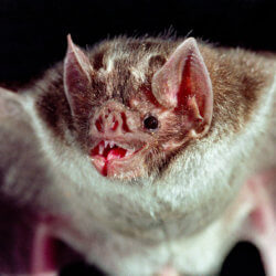 vampire bat
