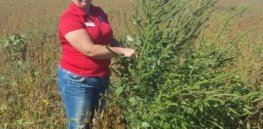 Breakthrough research into how glyphosate resistance evolves might lead to new weed control strategies