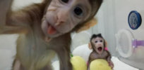 No outrage: Why news of first cloned monkeys barely moved the needle