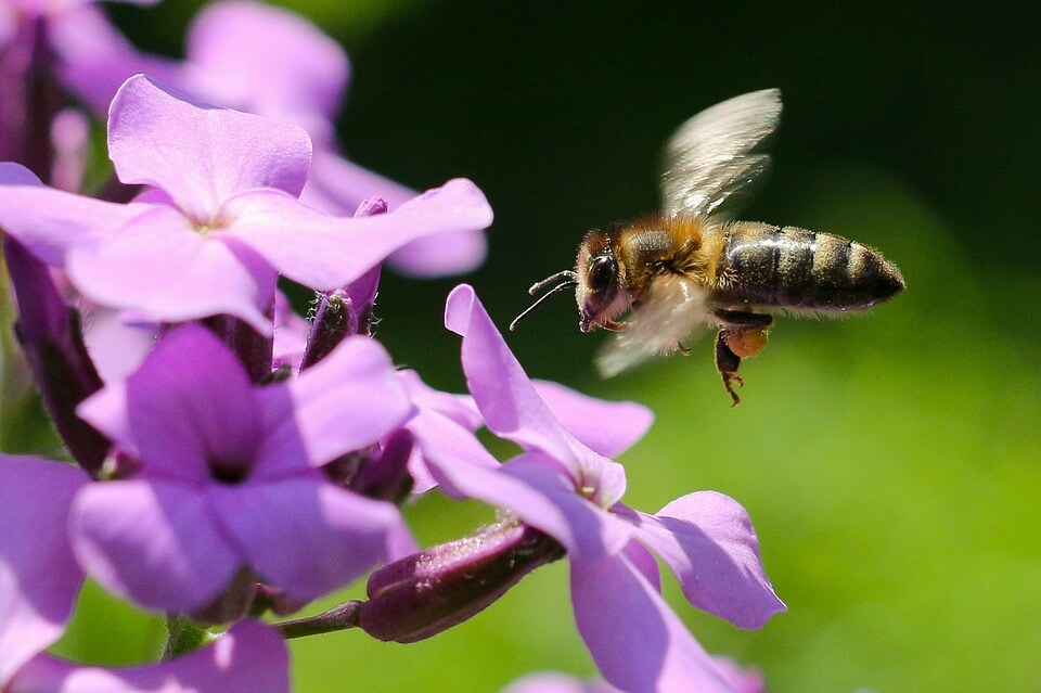 Bee Pollen Collect Honey Macro Summer Flower