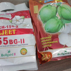 Bollgard II seed Pack x