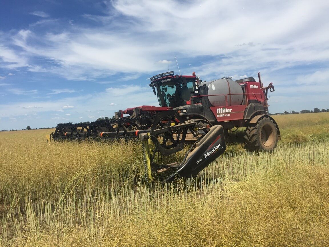 Canola harvest