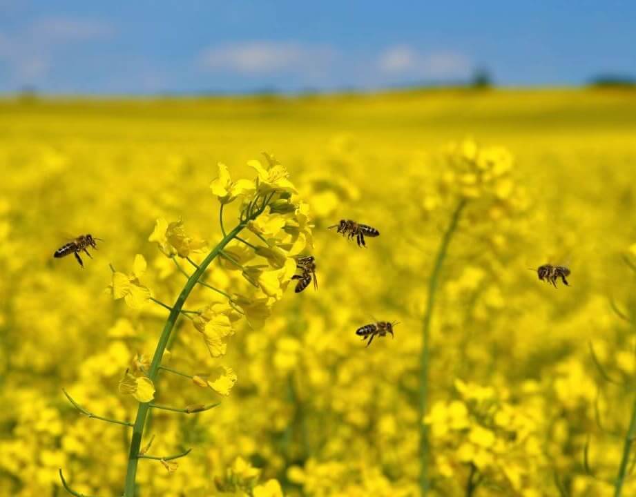 Neonicotinoid insecticides bees 3427