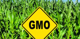 GMO field e
