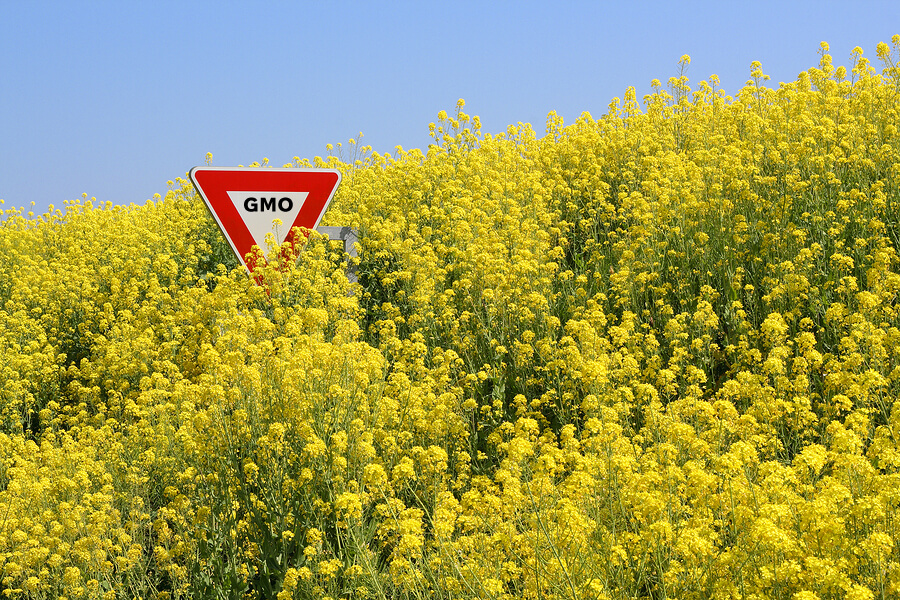 GMOcanola