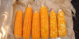 HarvestPlus orange maize web