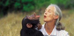 apes