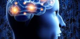brain