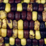 corn genome h