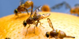 female mexican fruit fly insect