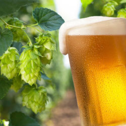 hops cones for beer production