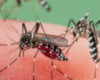 Mosquito massacre: Can we safely tackle malaria with a CRISPR gene drive?