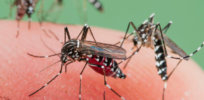 CRISPR-edited mosquitoes could dramatically reduce more than 200 million annual cases of malaria
