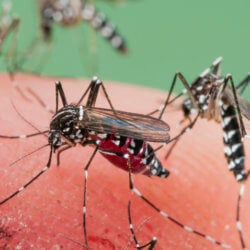 malaria 3 9 18