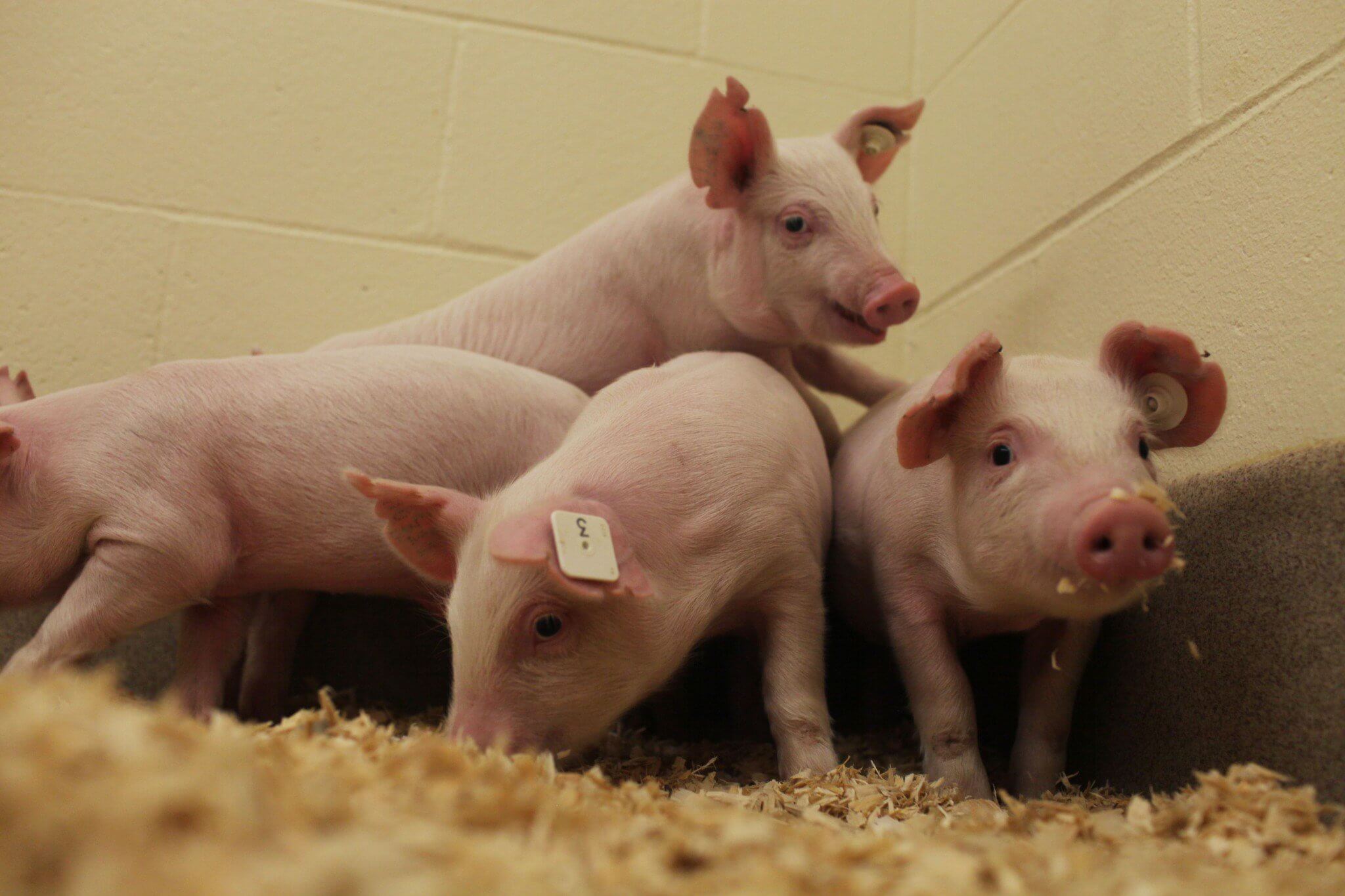 pigsbiotechanimals