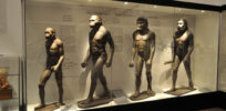 Human Evolution Biswarup Ganguly Wikimedia Commons x