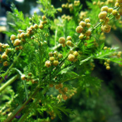 graines artemisia annua armoise annuelle cancer biologiquement hervy david vy
