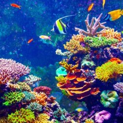 SunscreenCoralHeader