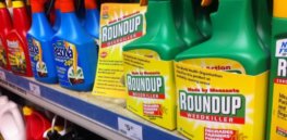'Junk science'? Judge and UCLA scientist square off in glyphosate-cancer lawsuit
