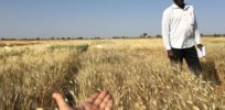Growing wheat in Africa? Variety developed with advanced breeding techniques can withstand 104 degrees