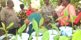 GM Banana greenhouse