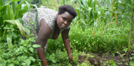 Maize Uganda