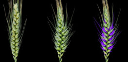 Paired spikelets in wheat Credit CSIRO WS