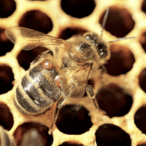 Varrora mites on honeybee.