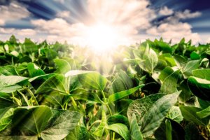 Sunrise over a soybean field x