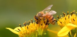 Susan Quals Algood TN Honeybee on Yellow Crownbeard