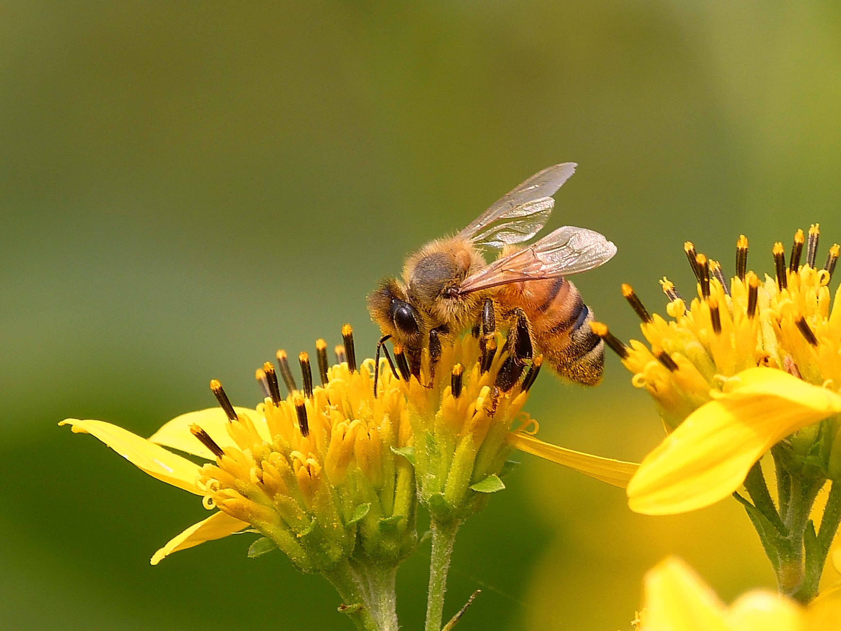 Susan Quals Algood TN Honeybee on Yellow Crownbeard