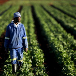 farmer