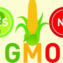 gmo label