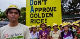 greenpeace activity do not approve golden rice x x