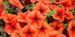 petunia