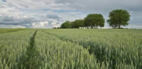 wheat field crop agriculture trees x