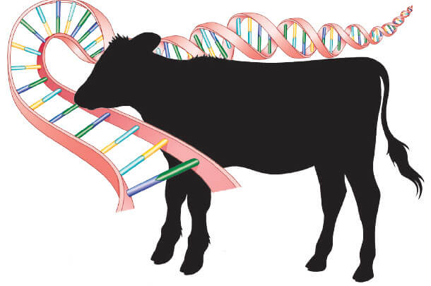 Breeding better steak: Geneticists aim to streamline development of 