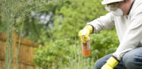 a man spraying a pesticide on some plants in his garden pv