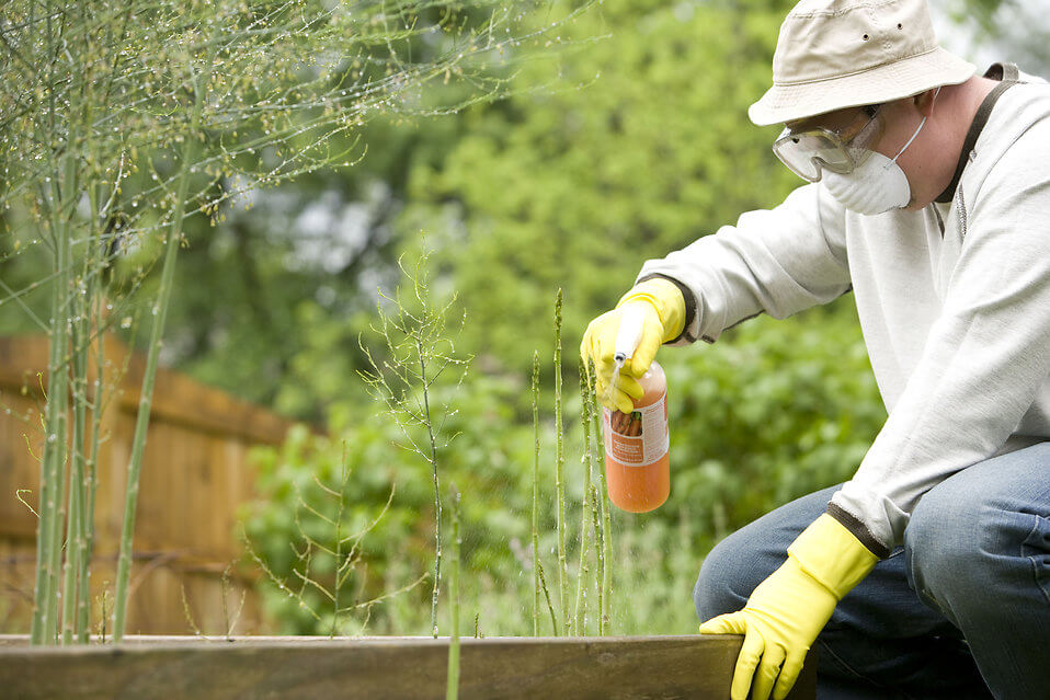 a man spraying a pesticide on some plants in his garden pv
