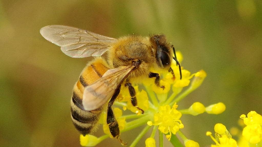 Health Canada sticks with phase out of neonicotinoid