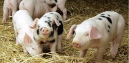 Scientists spreading virus that killed Piglets in China x