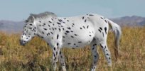 spotted horse