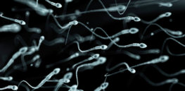 human sperm artwork spl x