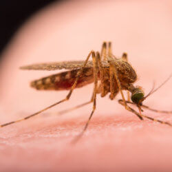 mosquito NationalGeographic