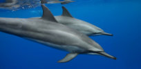 c be d a cc ff db ec heres what we know about dolphin intelligence