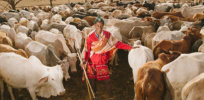 livestock to markets x
