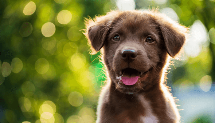 5-28-2018 puppysmile