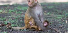 Rhesus species