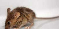 The Mystery Of The Mutant Mice That Never Got Fat ubg tlcbmz xj gghzwg
